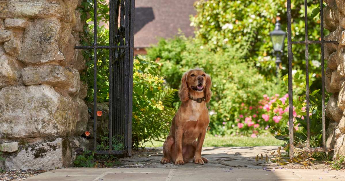 Dog Friendly Hotel - Garden
